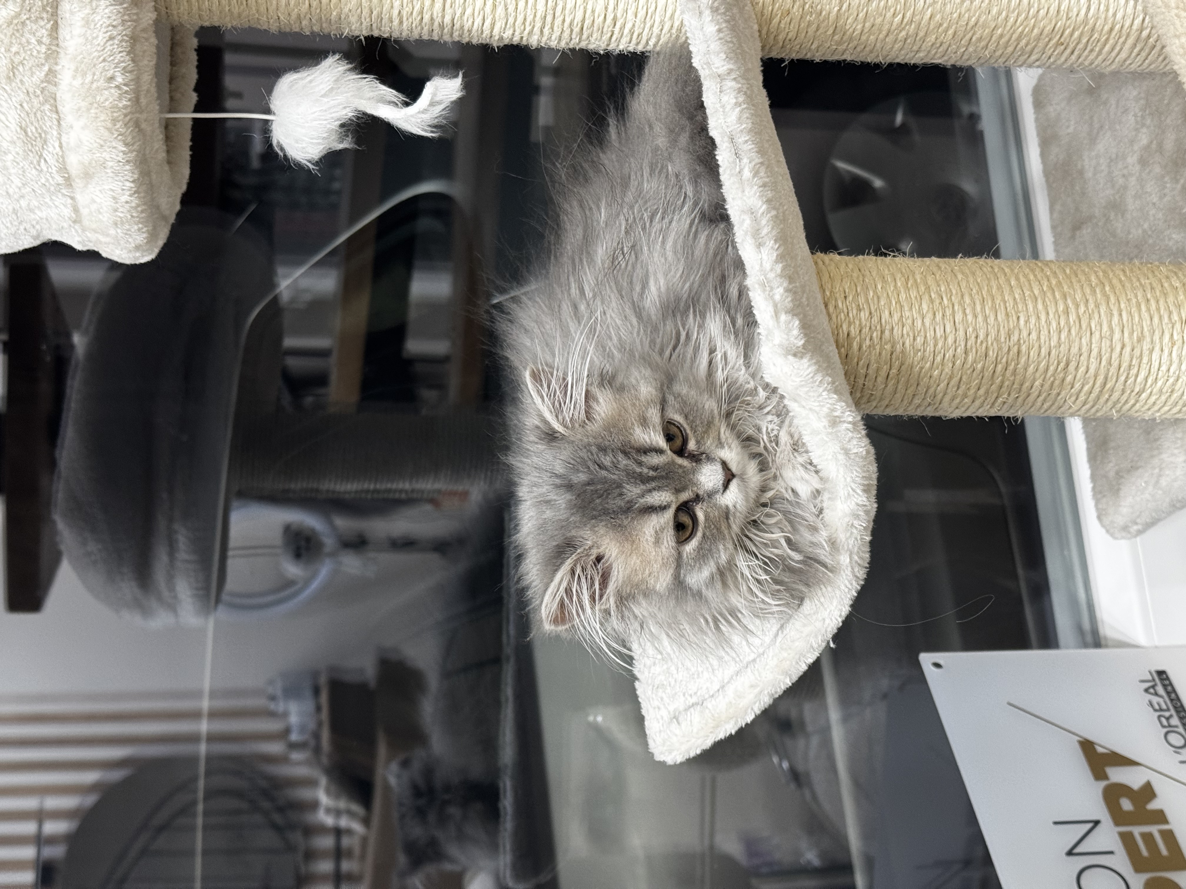 Mimi